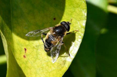 The Tapered Drone Fly, Eristalis pertinax, mid-March 2025, showing grooming behaviour.