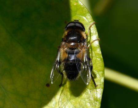 The Tapered Drone Fly, Eristalis pertinax, mid-March 2025