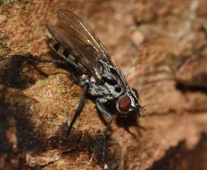 Eustalomyia hilaris was first recorded in Britain in 1971 (in London) and has expanded across southern and central Britain since then.