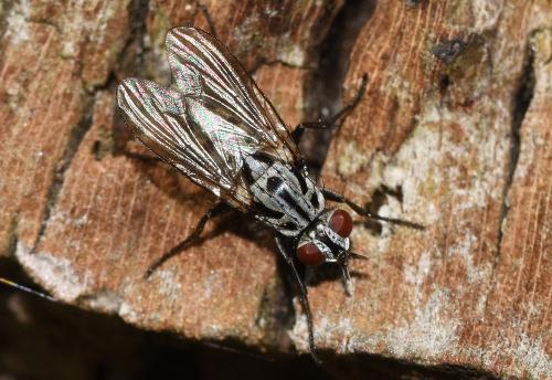 Eustalomyia hilaris is thought to be cleptoparasitic of wood-nesting Crabonid wasps, being most usually found around dead and fallen trees and log piles.