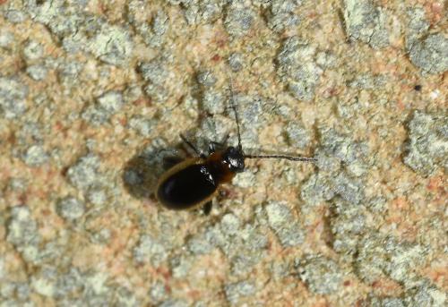 These beetles feed on the leaves and roots of Groundsel and Ragwort.