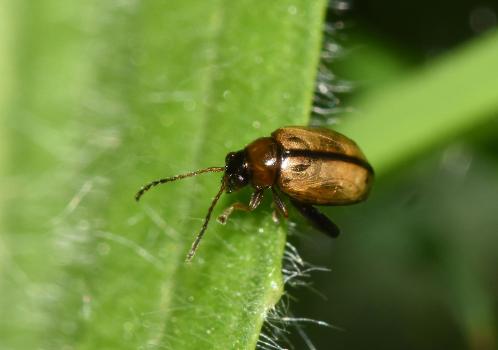 This Flea beetle (so named for its diminutive size) is one of perhaps 42 different species in this genus. (Photo credit: Stuart MA Ball.)