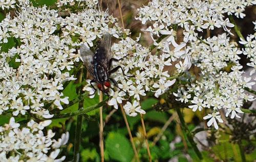 The Flesh-fly is less common around houses than in the days when many people kept horses.