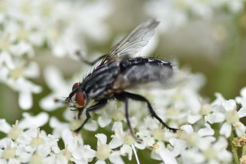 Flesh-flies lay their eggs on carrion, on dung and on matter found decaying anywhere.