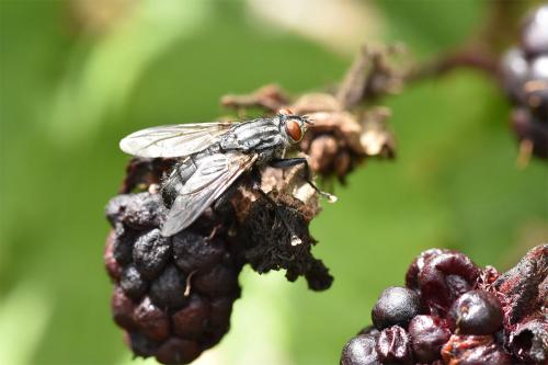 Flesh-flies lay their eggs on carrion, on dung and on matter found decaying anywhere.