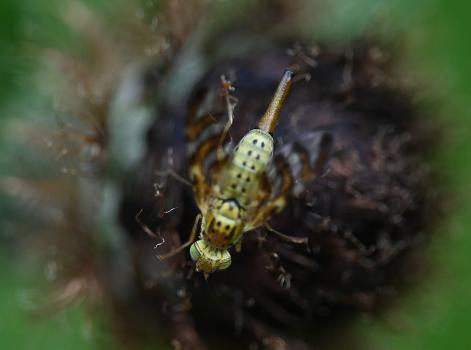 Its clearly patterned wing markings of three brown stripes make identification relatively easy.