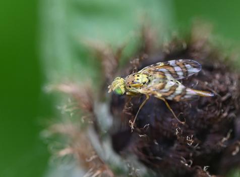 Its clearly patterned wing markings of three brown stripes make identification relatively easy.