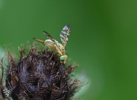 It was photographed in early June, sat on the unopened head of Knapweed. The larvae of this insect live in this plant's seed head.