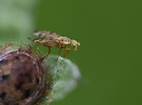 It was photographed in early June, sat on the unopened head of Knapweed. The larvae of this insect live in this plant's seed head.