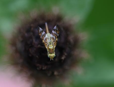 It was photographed in early June, sat on the unopened head of Knapweed. The larvae of this insect live in this plant's seed head.