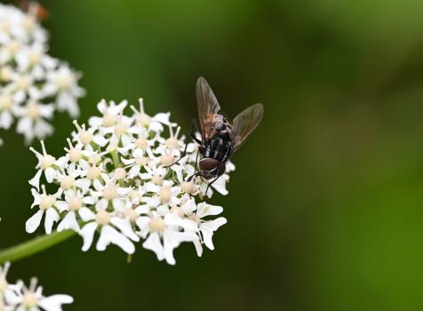 Female Graphomya maculata flies have a grey and black pattern, while the males have an orange-brown abdomen.