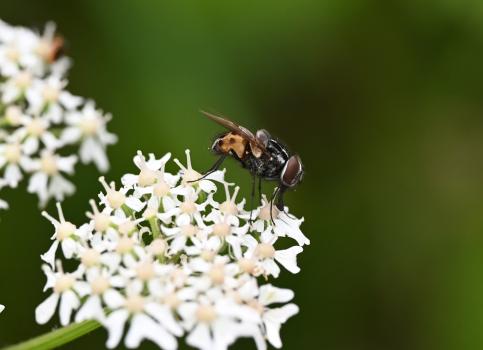 These flies can be found in meadows, and on hedgerows and verges taking nectar especially from umbellifers, in summer.