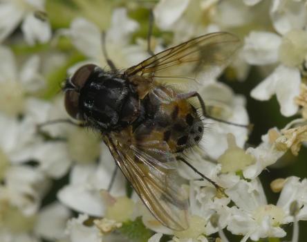 Male <em>Graphomya maculata</em> flies have an orange-brown abdomen. This individual is a male, photographed in August 2024.