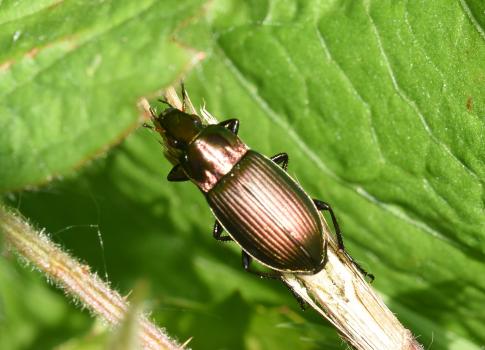 The Copper Greenclock Beetle (Poecilus cupreus) is relatively small at 11 - 13 millimetres long, and has a coppery-green appearance. (Photo credit: Stuart MA Ball.)