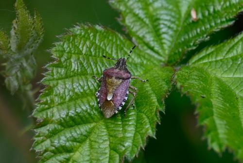 Hairy Shieldbug, Heene Cemetery, 3rd May 2025.
