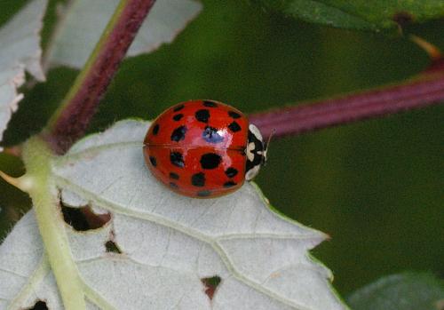 The Harlequin Ladybird has a very varied appearance, both in colour and in the number of spots.
