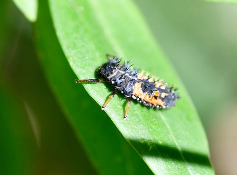 This Harlequin Ladybird larva was seen in early July 2022.