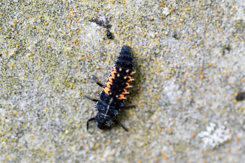 The Harlequin Ladybird has a somewhat frightening larval form, here on a headstone in November.