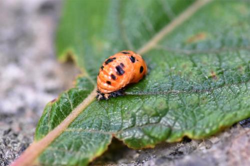 The pupa of a Harlequin Ladybird, photographed here in August.