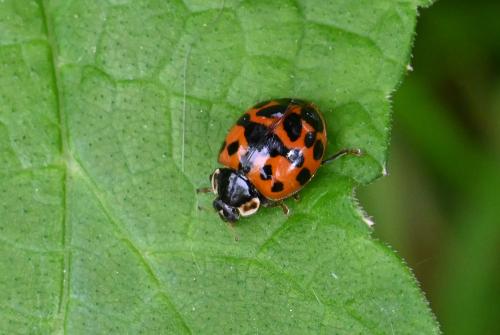 This is the succinea variety of the Harlequin Ladybird.