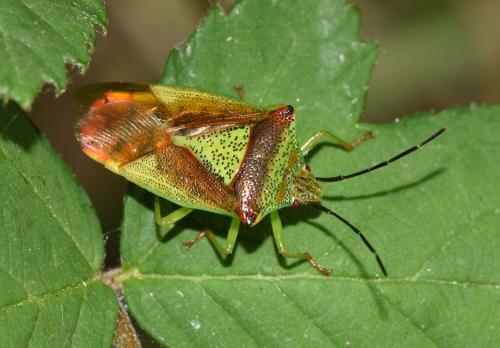 Adult Hawthorn Shieldbug, Heene Cemetery, late August 2025.