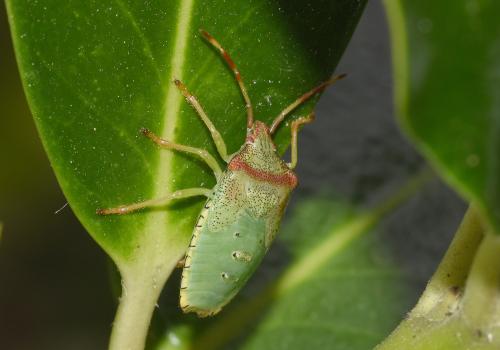 Late stage nymph of Hawthorn Shieldbug, Heene Cemetery, late August 2025.