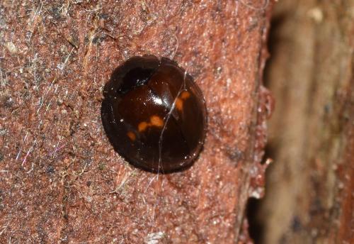 Heather Ladybird, Heene Cemetery, late August 2025, showing the crust-like rim to its elytra.