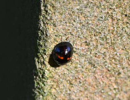 The Heather Ladybird is a relatively small ladybird, usually measuring between 3 and 5 millimetres in length.