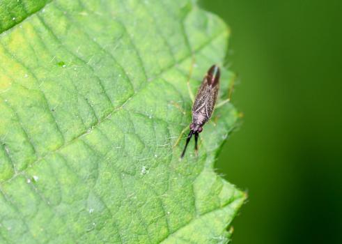 Their antennae of Heterotoma planicornis are distinctive, having a broad and flattened second segment.