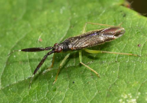 Their antennae of Heterotoma planicornis are distinctive, having a broad and flattened second segment. In this photograph, the third and fourth segments of the antennae are out of focus, but can just be seen as being paler and certainly much thinner than the enlarged second segment.  This individual was photographed on a Bramble leaf.