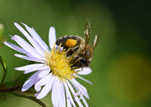 The Honey Bee is an abundant species, seen from early Spring until late Autumn.