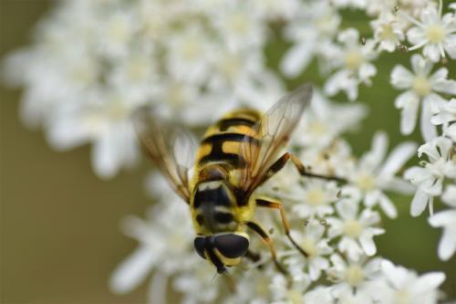 It is commonly found in wooded areas and most prefers feeding from umbellifers such as Wild Carrot and Common Ivy.