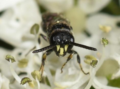 The Common Yellow-face Bee has a wingspan of between 4 and 5 millimetres.
