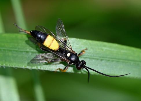 The Ichneumon stramentor is between 13 and 18mm long, depending on whether you include the long antennae.