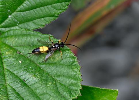Ichneumon stramentor, male, Heene Cemetery, late-July 2025.