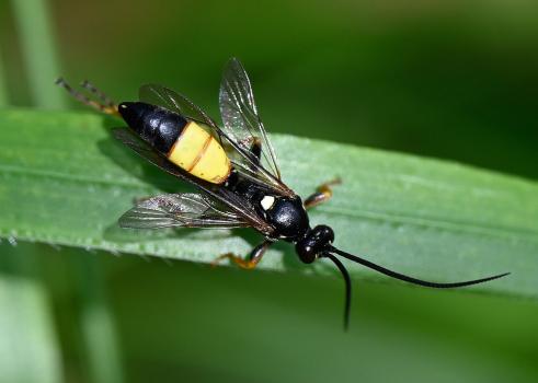 Ichneumon stramentor, male, Heene Cemetery, early July 2025.