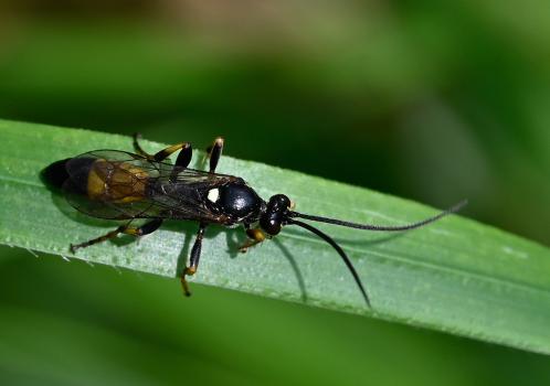 Ichneumon stramentor, male, Heene Cemetery, early July 2025.