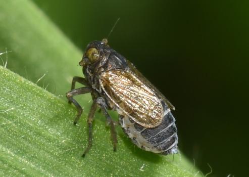 This is a common species of planthopper in Britain, found especially in grassland and woodlands between May and September.