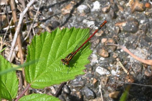 The Large Red Damselfly is our most common damselfly, appearing earlier in the year than most others in the Narrow-winged damselfly family.