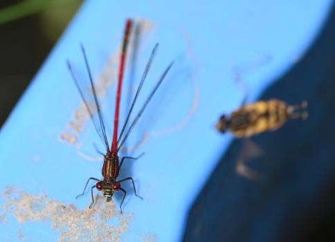 This male Large Red Damselfly (on a temporary, blue plastic pond divide) is being buzzed by a Helophilus hoverfly.
