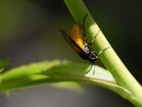 This is the first sawfly seen in the cemetery. It is perhaps 9mm long. This species of sawfly is common throughout Britain.