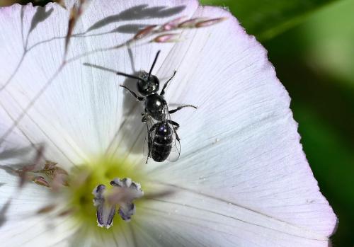 This small male Lasioglossum bee was photographed in early July 2025.