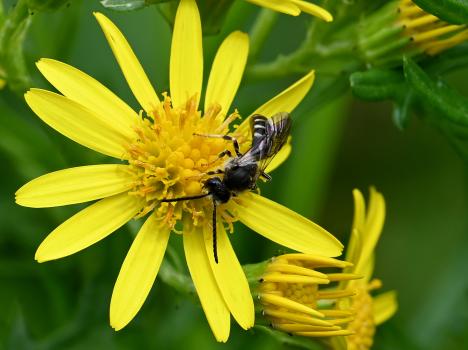 The individual photographed here is a <em>Lasioglossum</em> bee, either a <em>Lasioglossum calceatum</em> or a <em>Lasioglossum albipes</em>.
