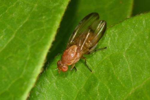 Minettia inusta is a small fly with interestingly patterned wings.