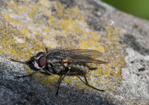 These small flies - and their larvae - are parasites of various solitary bees, ants and social and solitary wasps.