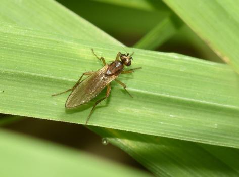 One can see Yellow Spear-winged flies from spring to autumn. They generally live in leaf litter.