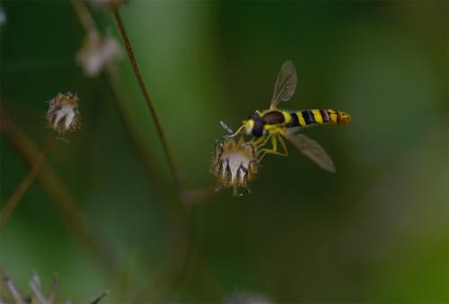 The yellow and black of the Long Hoverfly is deceptive. It does not sting!