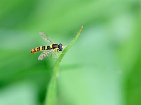 The Long Hoverfly is a small hoverfly with a body that is longer than its wings, but rarely more than a centimetre in length.