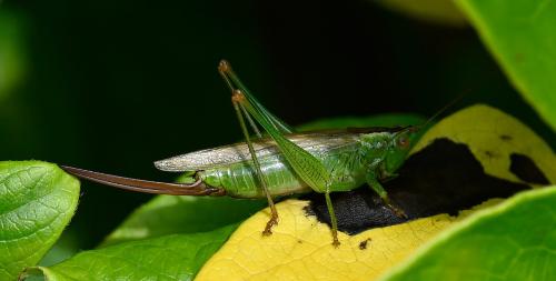 Female Long-winged Conehead, Heene Cemetery, late-July 2025.
