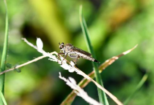 This individual was seen in July beside a small pond, darting from rest on a blade of grass, no doubt hunting for prey.